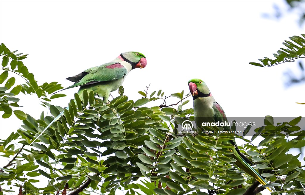 Green Parrots of Gulhane Park in Turkey's Istanbul