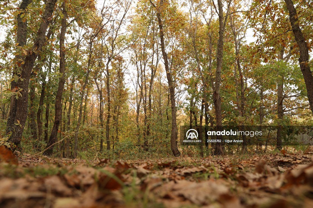 Tekirdağ'daki Kazak Gölü ve İkiz Göller sonbahar renklerine büründü