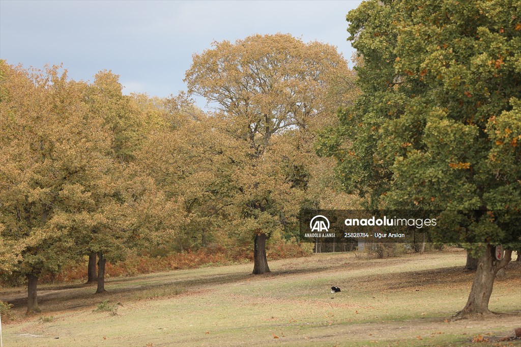 Tekirdağ'daki Kazak Gölü ve İkiz Göller sonbahar renklerine büründü