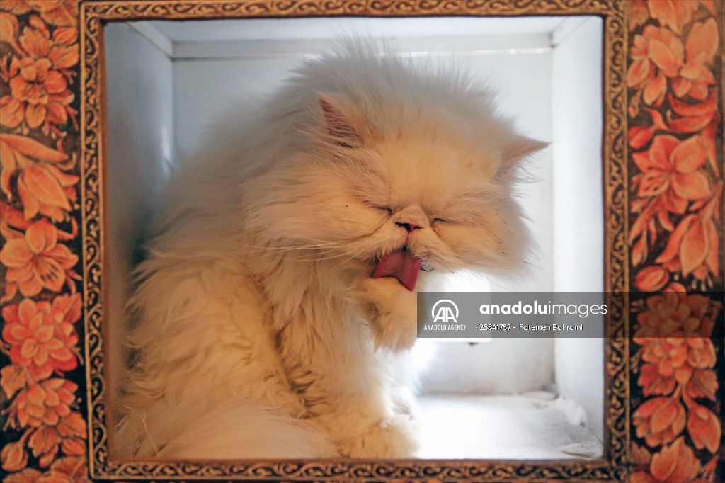 The extraordinary "Cat Museum" in Tehran