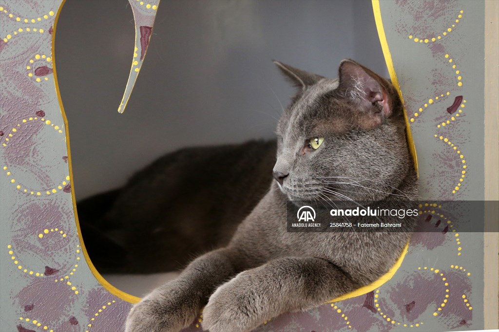 The extraordinary "Cat Museum" in Tehran