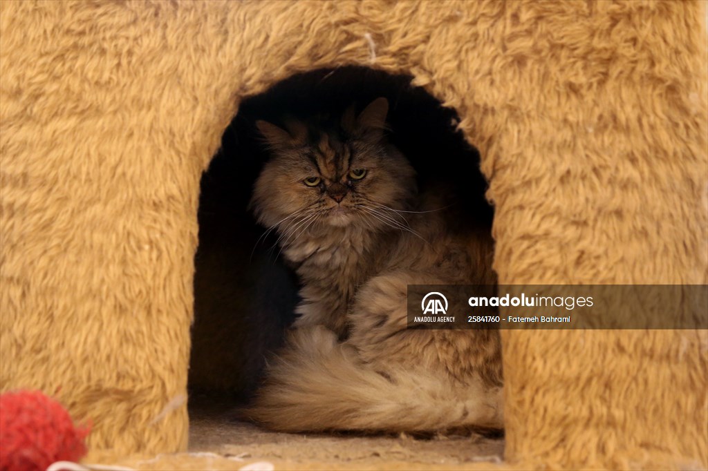 The extraordinary "Cat Museum" in Tehran
