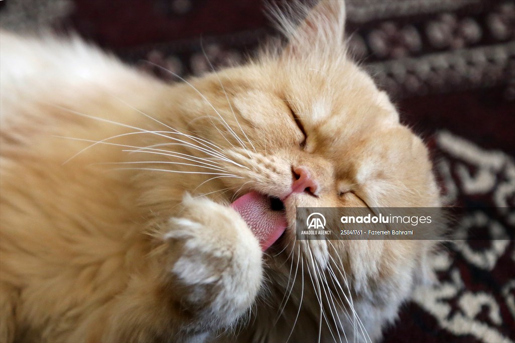 The extraordinary "Cat Museum" in Tehran