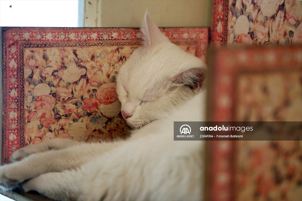 The extraordinary "Cat Museum" in Tehran