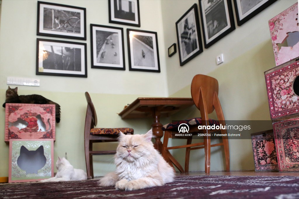 The extraordinary "Cat Museum" in Tehran