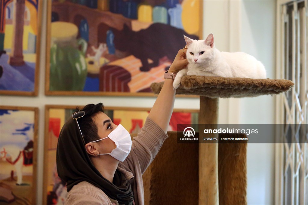 The extraordinary "Cat Museum" in Tehran