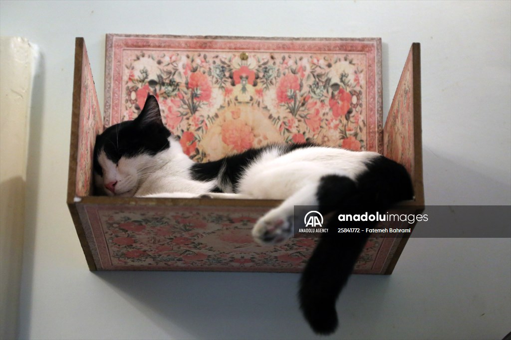 The extraordinary "Cat Museum" in Tehran