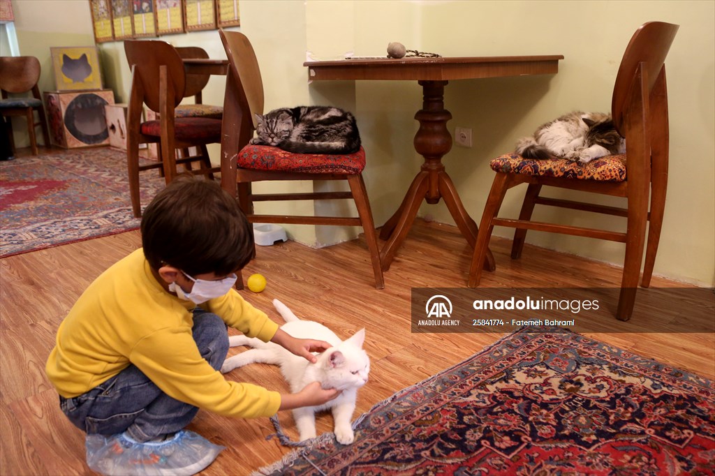 The extraordinary "Cat Museum" in Tehran