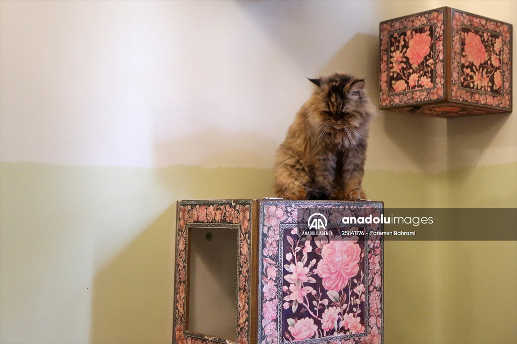 The extraordinary "Cat Museum" in Tehran