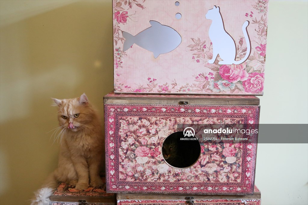 The extraordinary "Cat Museum" in Tehran