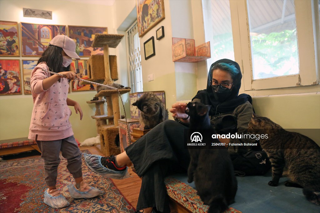 The extraordinary "Cat Museum" in Tehran