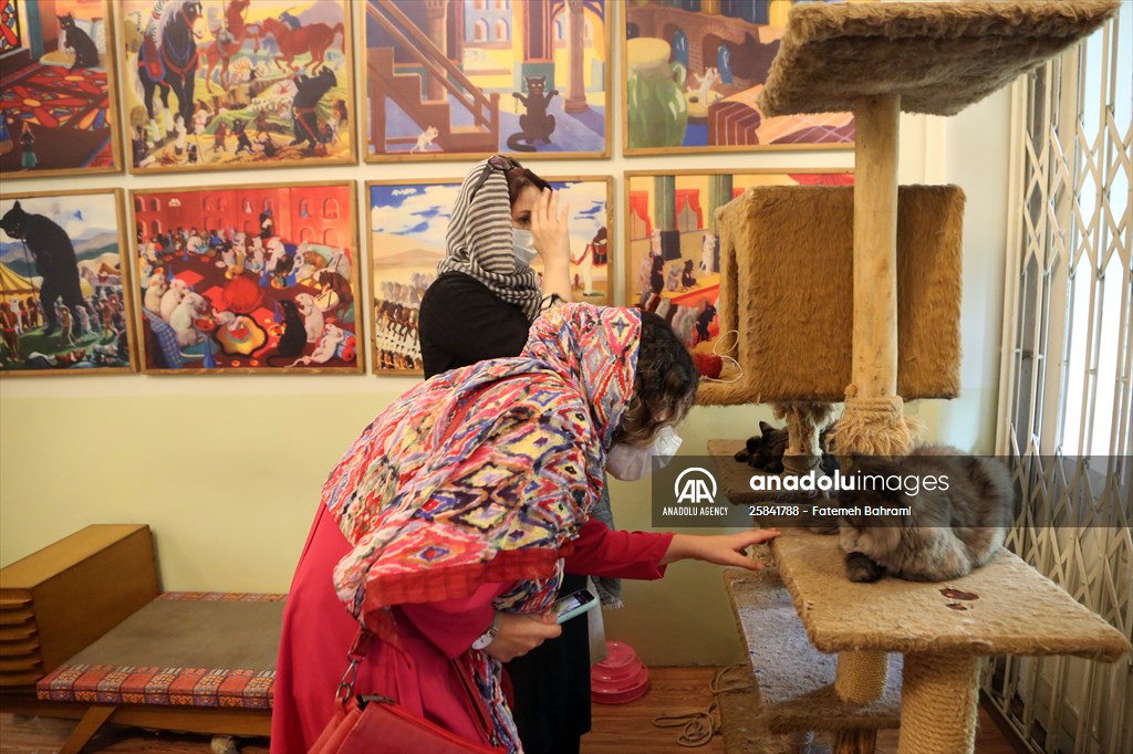 The extraordinary "Cat Museum" in Tehran