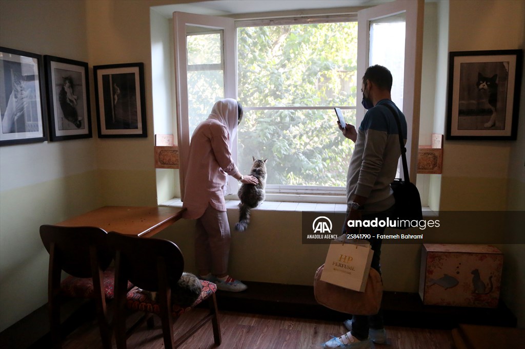 The extraordinary "Cat Museum" in Tehran