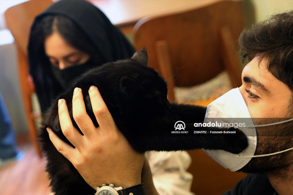 The extraordinary "Cat Museum" in Tehran