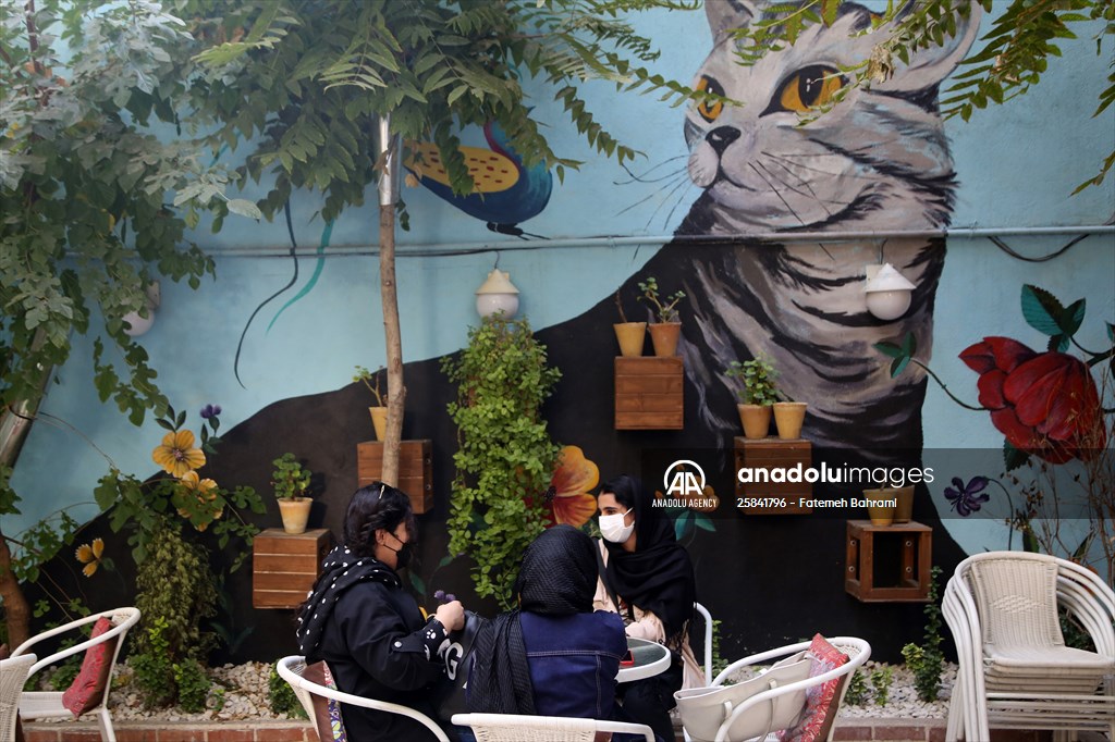 The extraordinary "Cat Museum" in Tehran