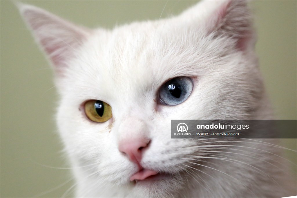 The extraordinary "Cat Museum" in Tehran