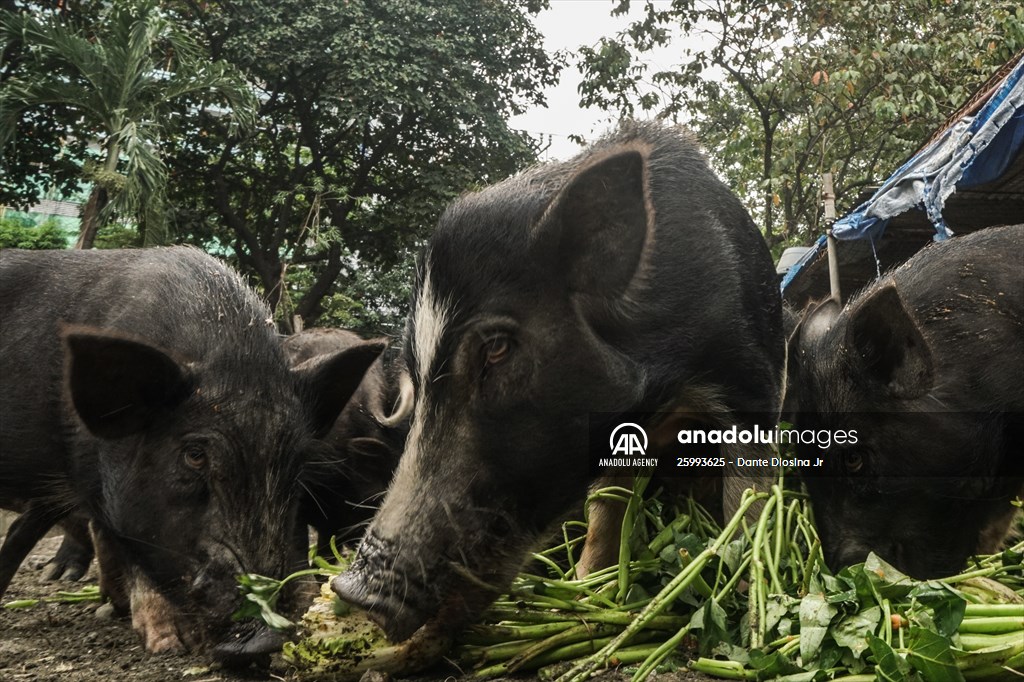 Zoo in Manila, Philippines