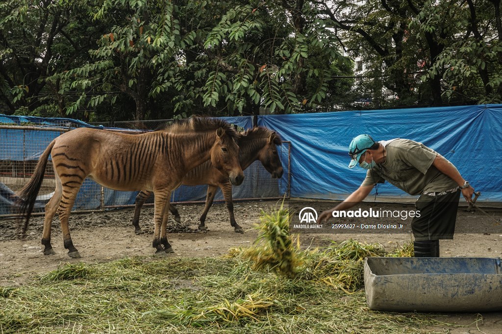 Zoo in Manila, Philippines