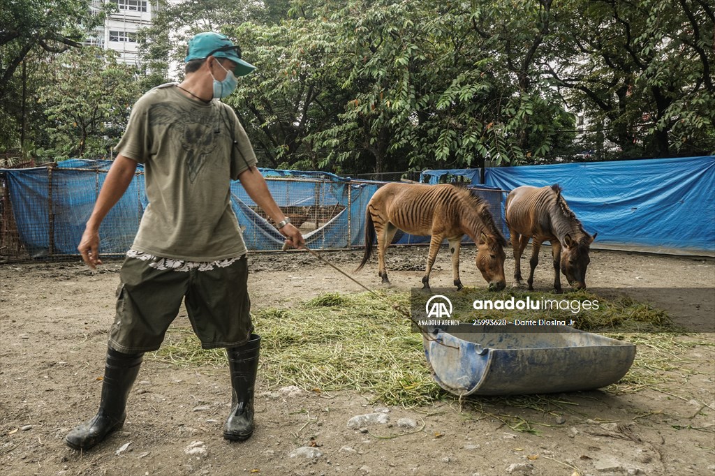 Zoo in Manila, Philippines