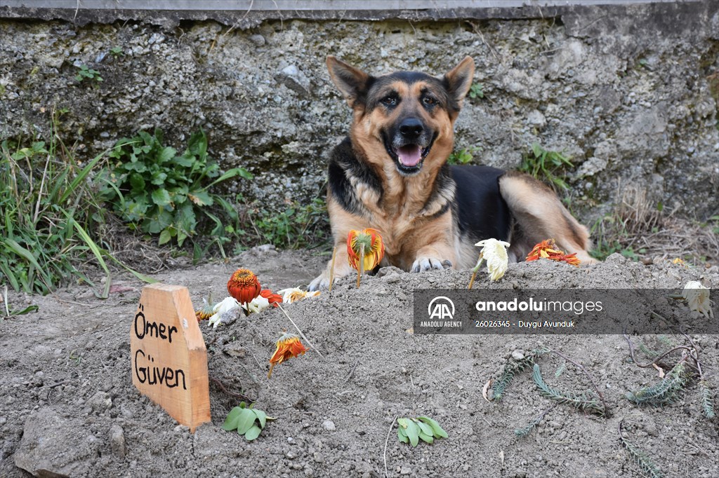 Dog regularly visits owner’s grave in Turkey's Trabzon