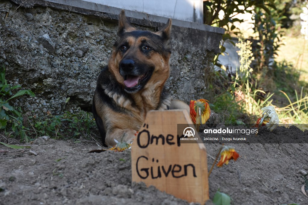 Dog regularly visits owner’s grave in Turkey's Trabzon