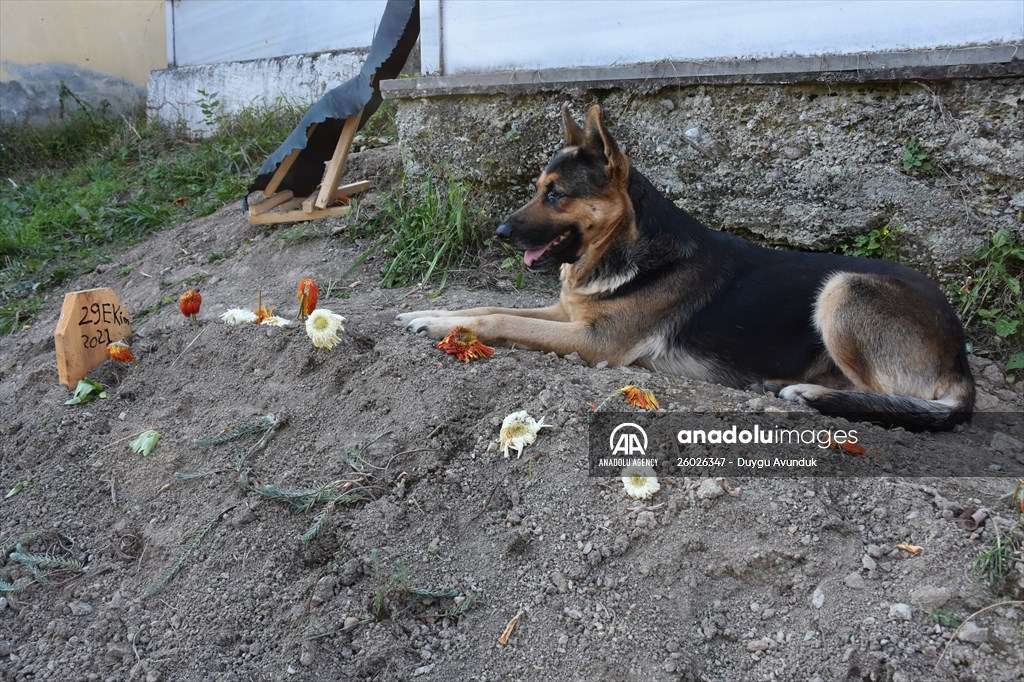 Dog regularly visits owner’s grave in Turkey's Trabzon