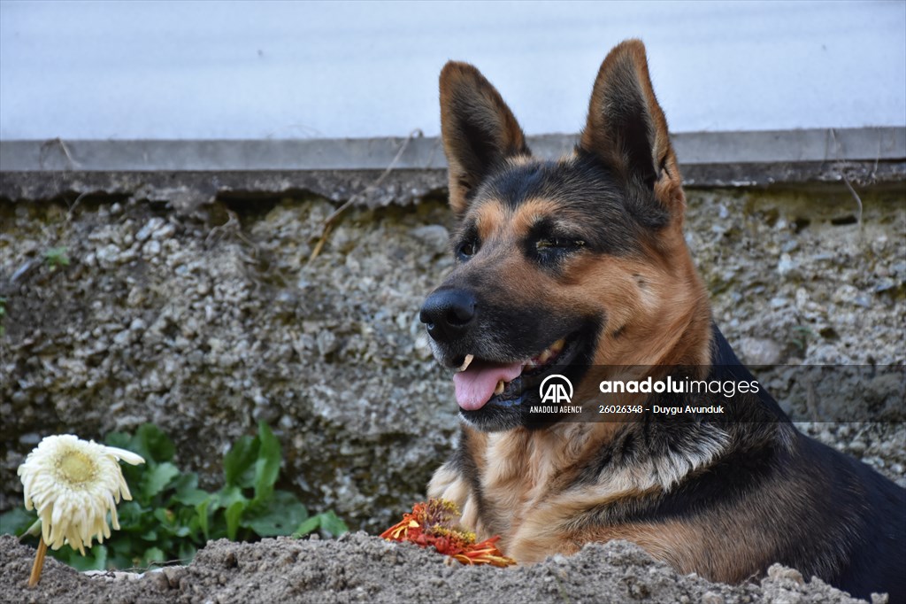 Dog regularly visits owner’s grave in Turkey's Trabzon