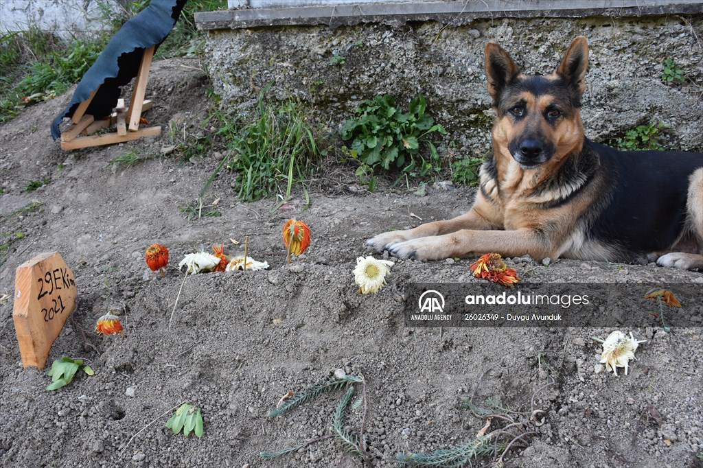 Dog regularly visits owner’s grave in Turkey's Trabzon