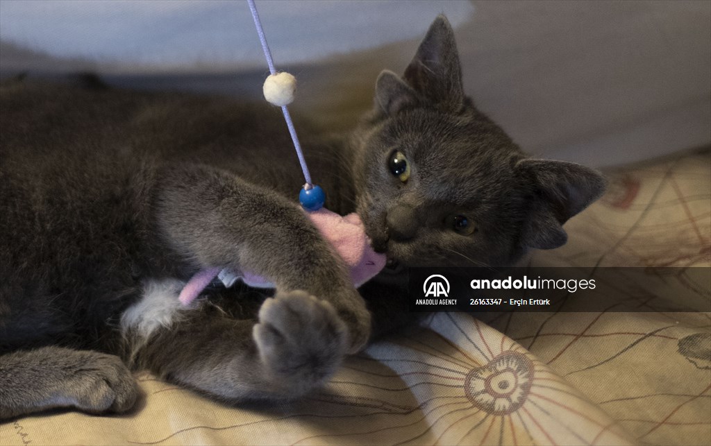 Kitten born with four ears in Ankara goes viral on social media