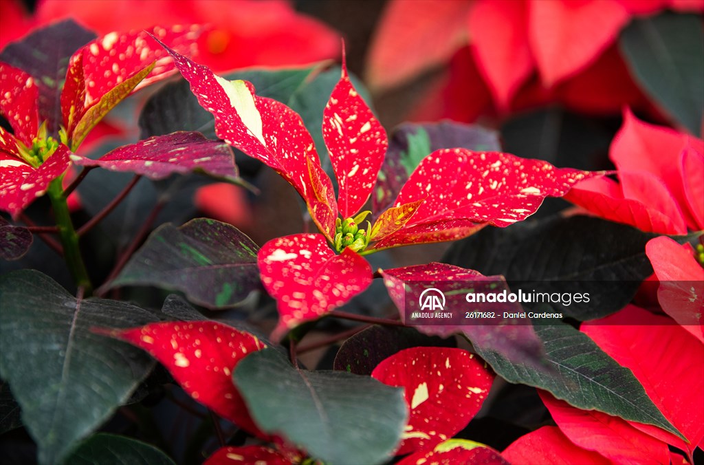 Mexico Christmas Flower Greenhouses Anadolu Images