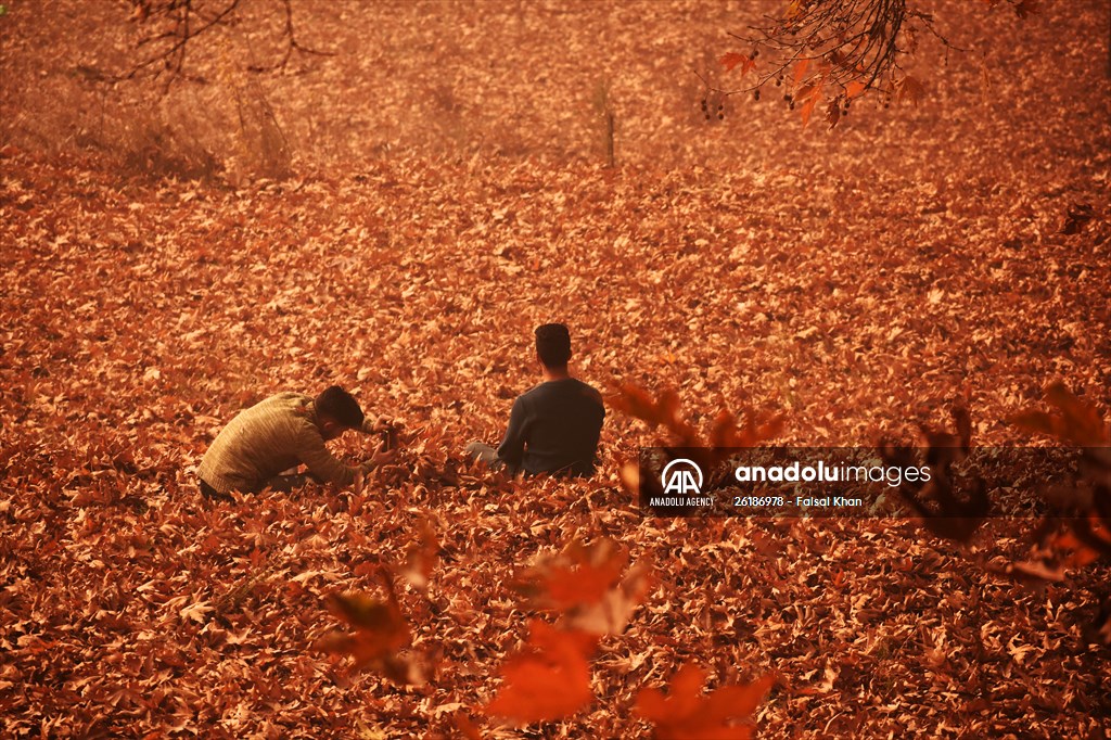 Autumn season in Kashmir