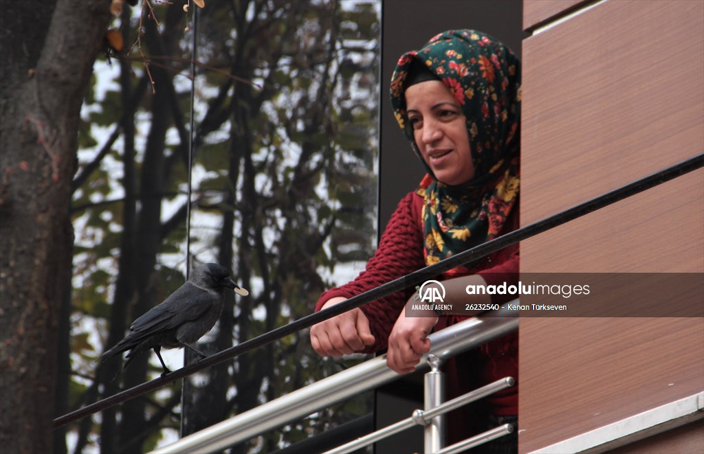 Sinop people's mascot crow "Sakir"