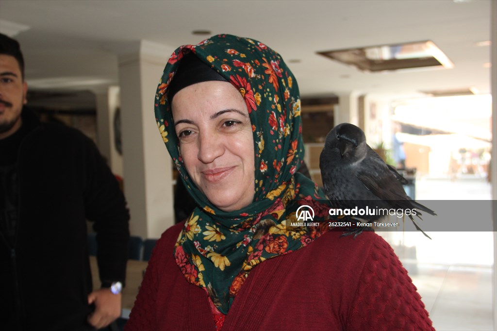 Sinop people's mascot crow "Sakir"