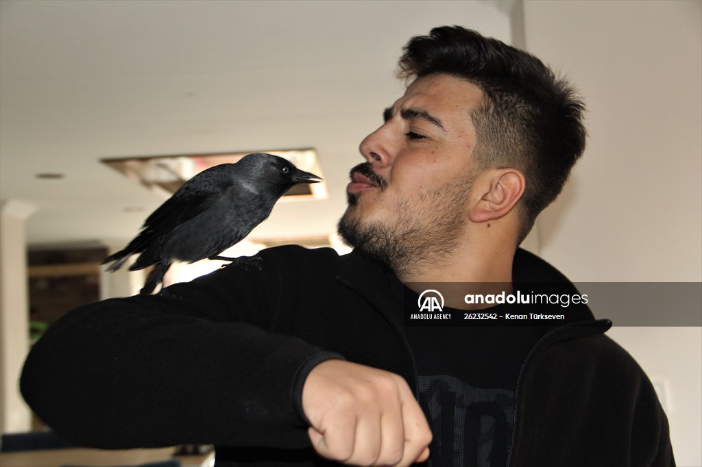 Sinop people's mascot crow "Sakir"