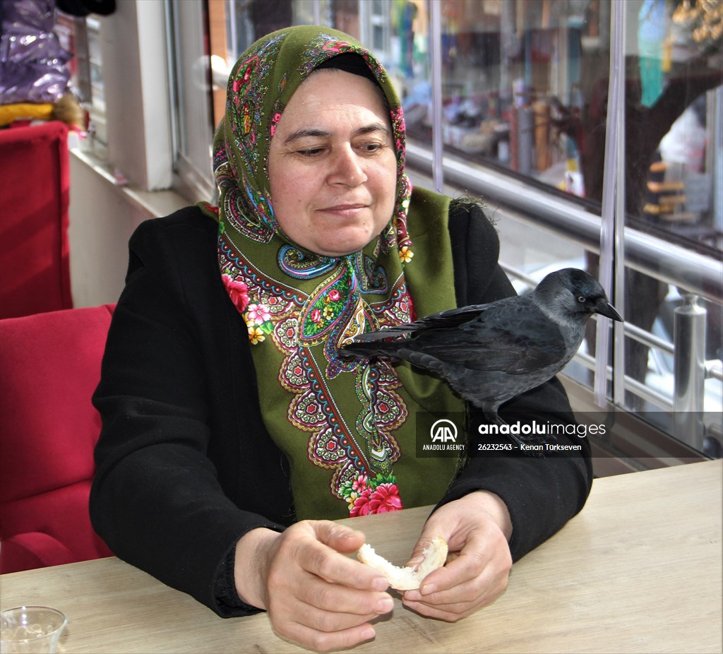 Sinop people's mascot crow "Sakir"