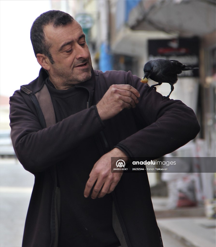 Sinop people's mascot crow "Sakir"