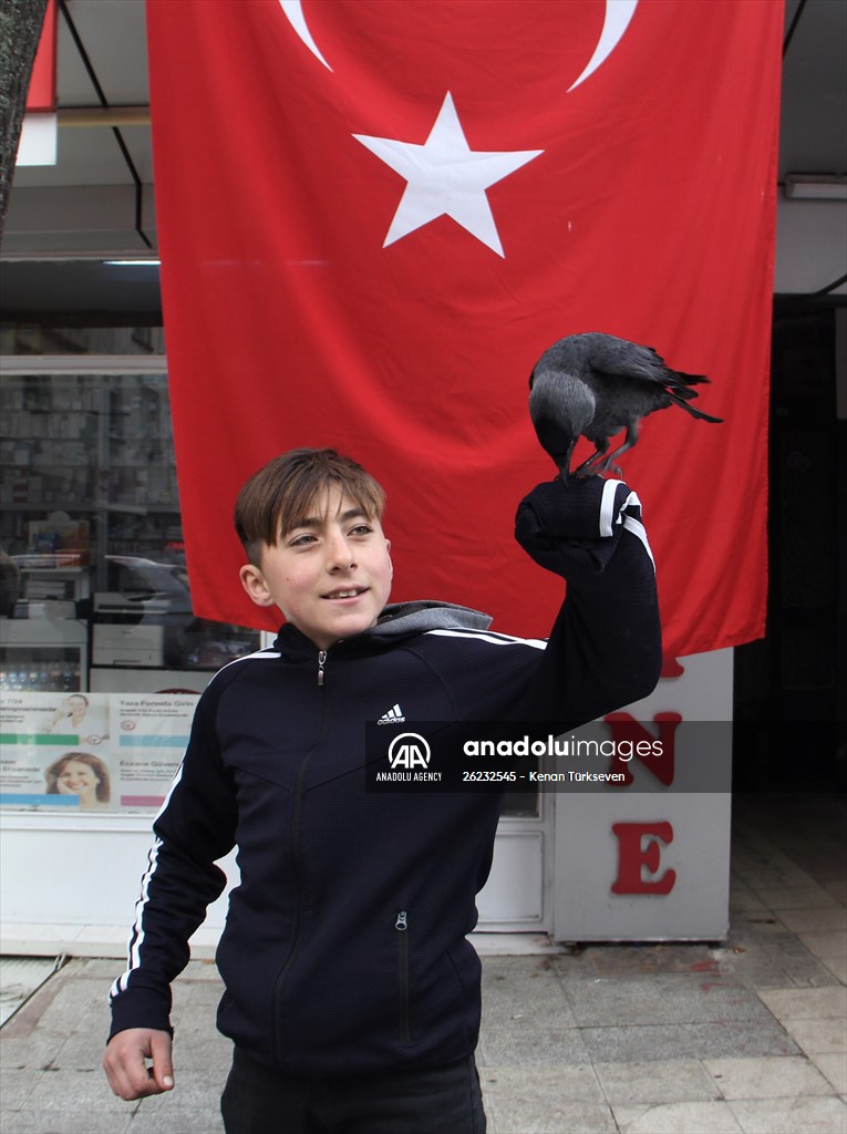 Sinop people's mascot crow "Sakir"