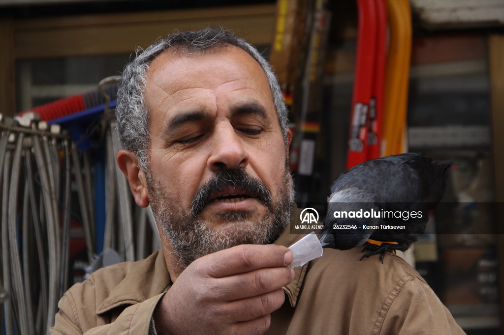 Sinop people's mascot crow "Sakir"