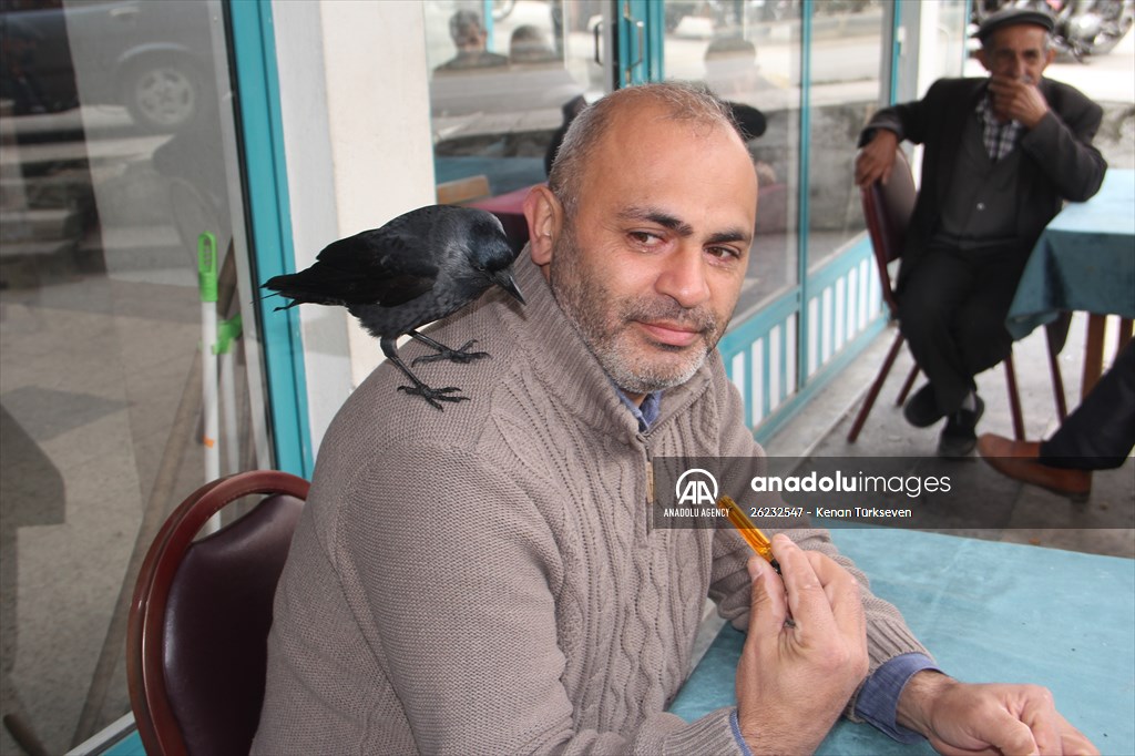 Sinop people's mascot crow "Sakir"