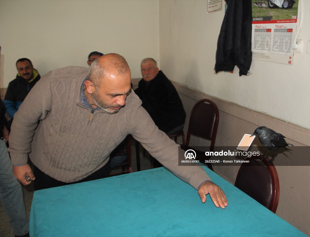 Sinop people's mascot crow "Sakir"
