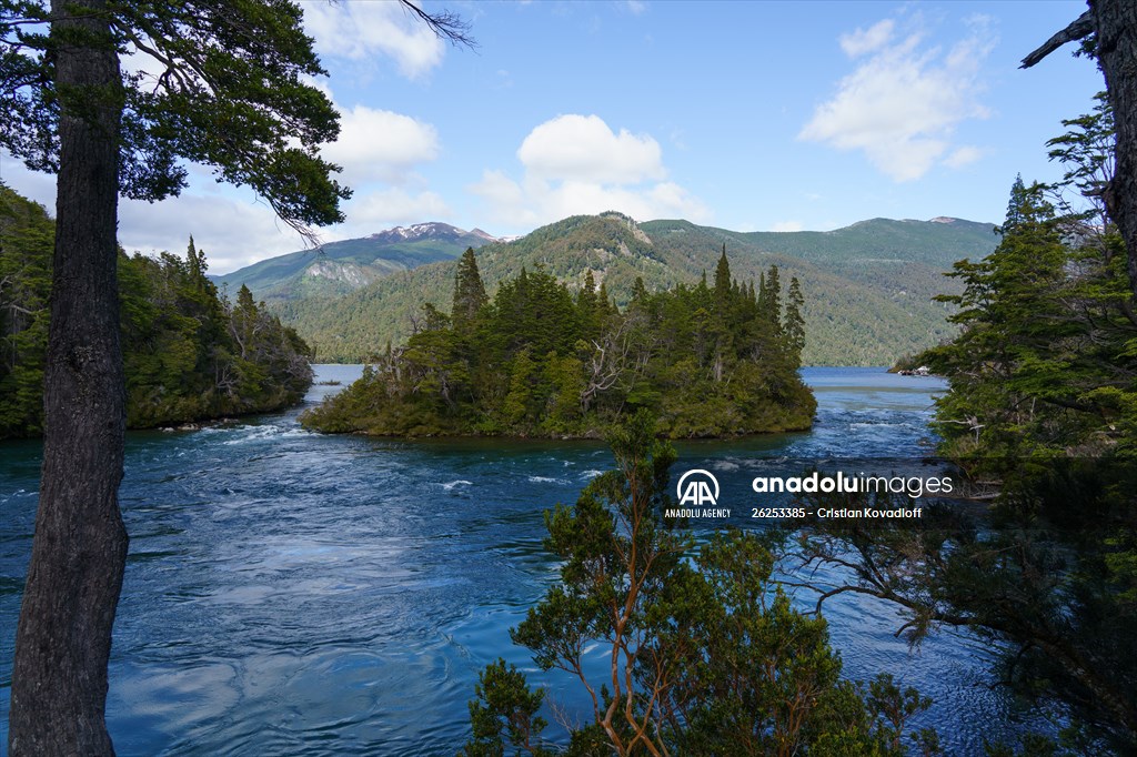Argentina's 2,600-year-old tree "El Alerce Abuelo"