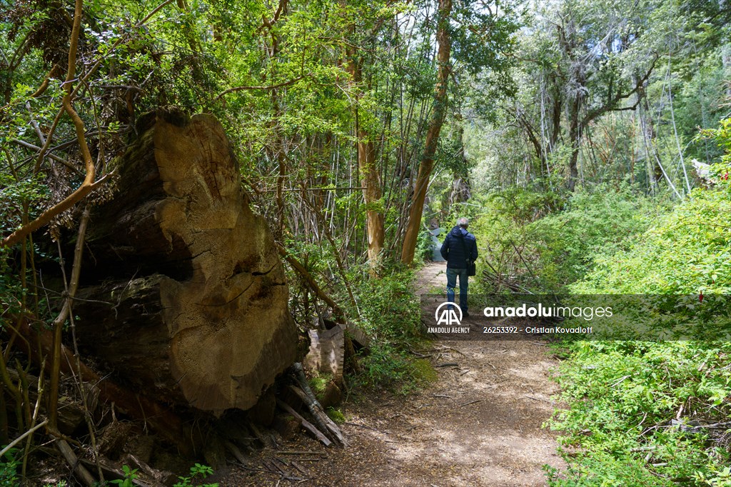 Argentina's 2,600-year-old tree "El Alerce Abuelo"