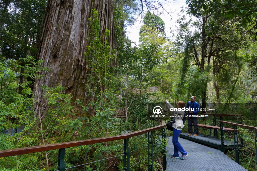 Argentina's 2,600-year-old tree "El Alerce Abuelo"