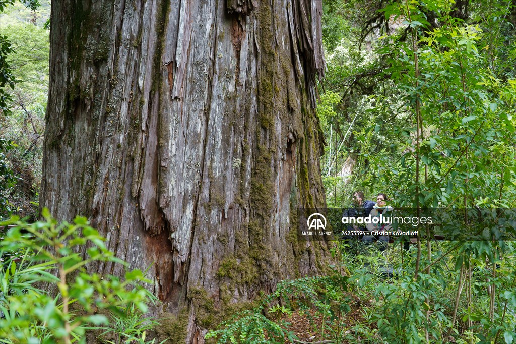 Argentina's 2,600-year-old tree "El Alerce Abuelo"