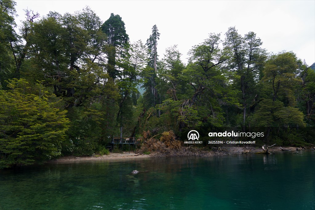 Argentina's 2,600-year-old tree "El Alerce Abuelo"