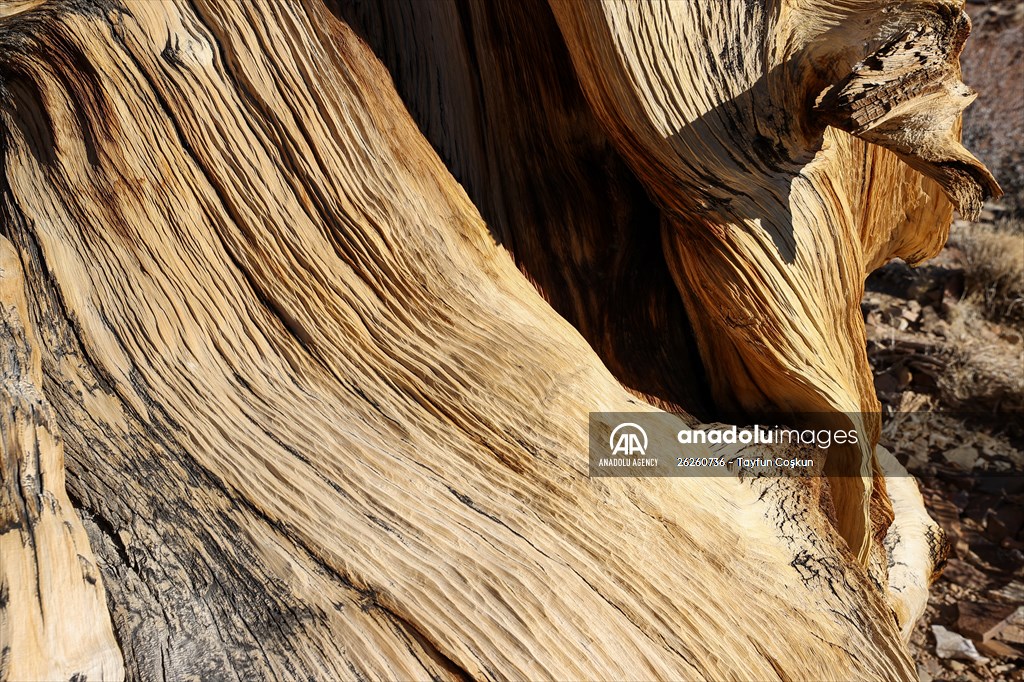 4853 years old Methuselah Tree in California