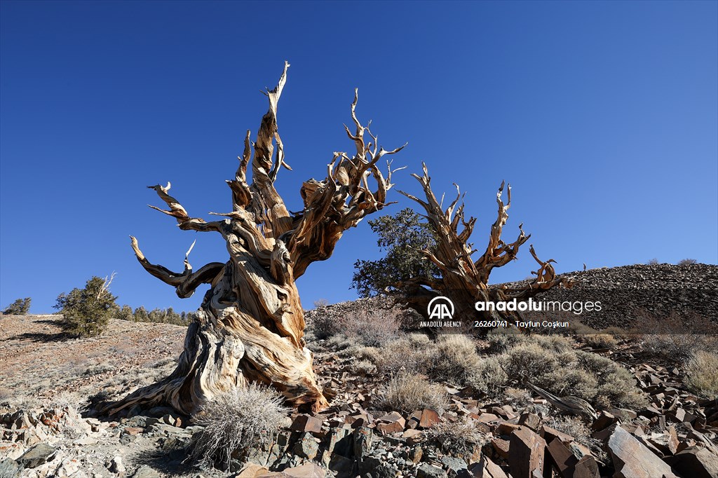 4853 years old Methuselah Tree in California