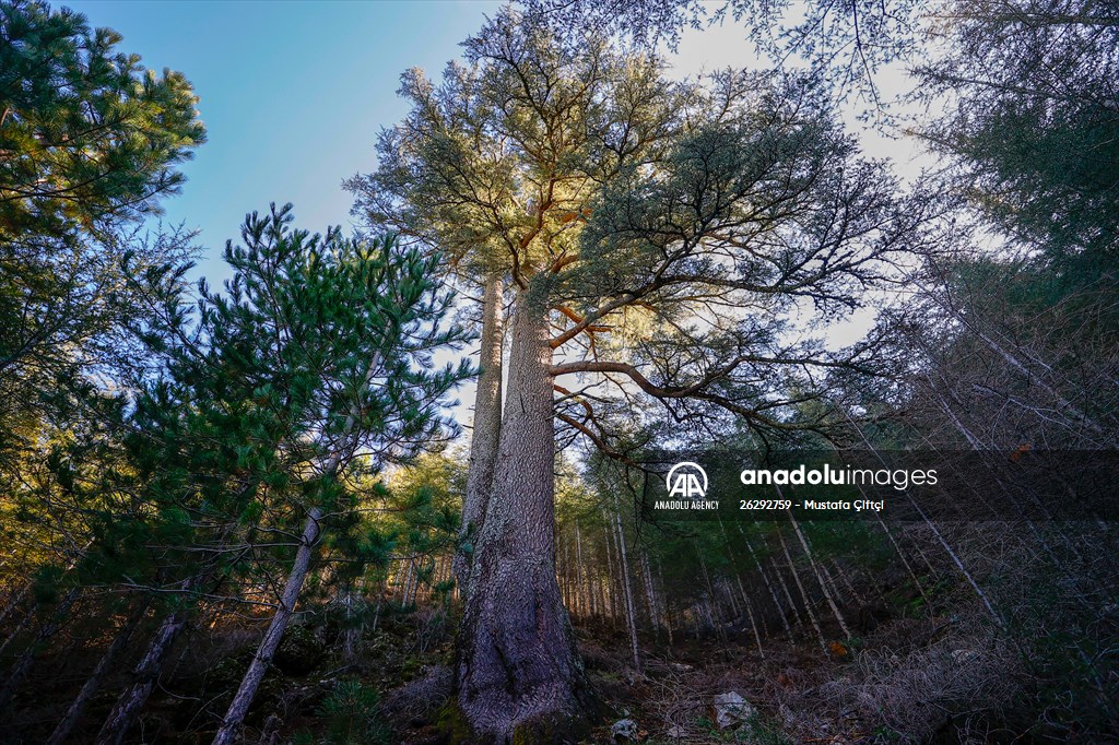 Monumental trees of Turkey