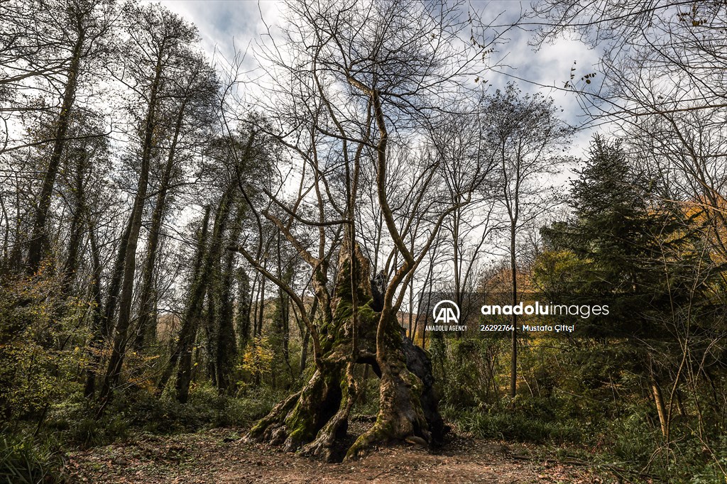 Monumental trees of Turkey