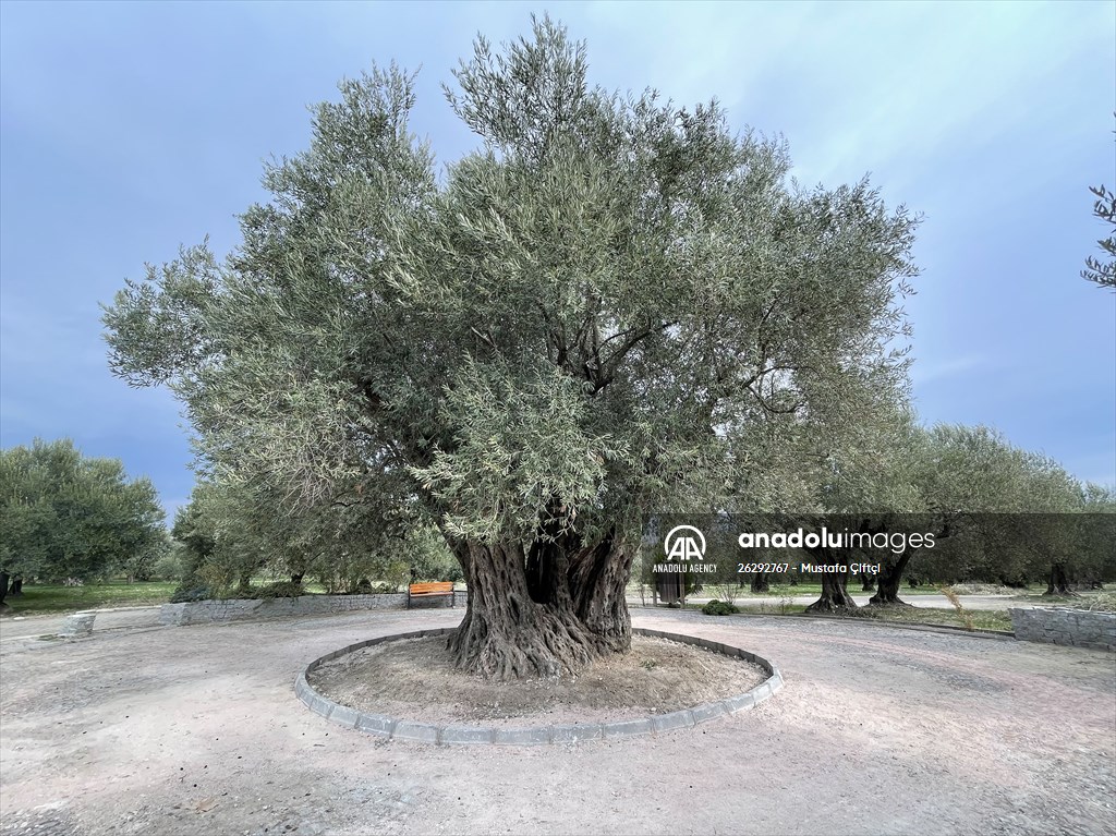 Monumental trees of Turkey